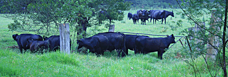 Kor, kvigor, ungtjurar i det fria