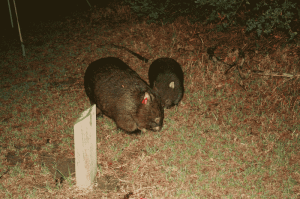 victoria_2013_animal_wombat