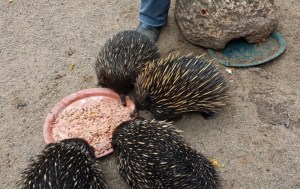 echidna-featherdale