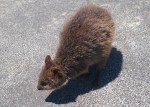 quokka