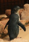 penguin-island-penguin