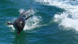 dolphin-penguin-island-play