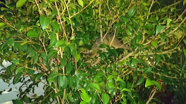 Sällskap till middagen 