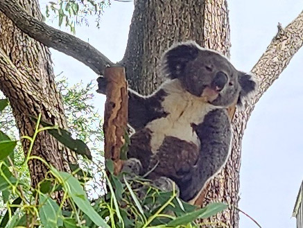 Australiensiska djur på Featherdale Wildlife&nbsp;Park