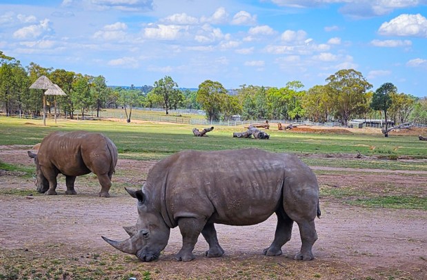 Taronga Zoo –&nbsp;Dubbo