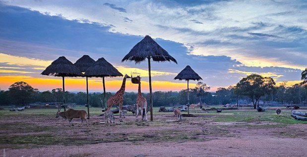 Taronga Western Plains Zoo – dag&nbsp;2